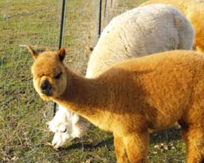 Fourth Cria